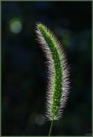 Poaceae - Злаки