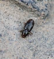 Ciidae - Трутовиковые жуки, или цииды