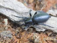 Gnaphosidae - Земляные пауки