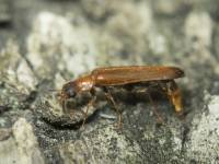 Hylecoetus dermestoides - Сверлило лиственное (кожистокрылое)