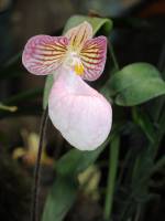 Paphiopedilum micranthum - Пафиопедилюм мелкоцветковый