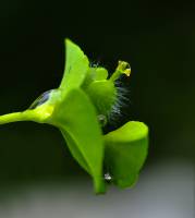 Euphorbiaceae - Молочайные или Эуфорбиевые