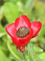 Ranunculus asiaticus - Лютик азиатский
