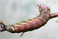 Endromis versicolora - Шелкопряд березовый