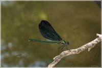 Calopteryx virgo feminalis - Красотка-девушка южная