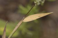 Phleum paniculatum - Тимофеевка метельчатая
