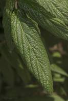 Viburnum rhytidophyllum - Калина морщинистолистная