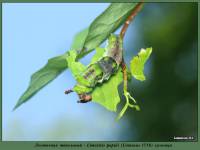 Ленточник тополевый (Limenitis populi L.) гусеница