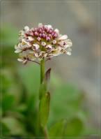 Noccaea caerulescens - Яруточка сизоватая, ярутка альпийская