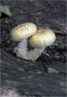 Pholiota populnea - Чешуйчатка разрушающая