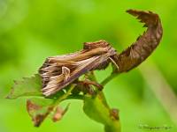 Actinotia polyodon - Совка бурая зверобойная