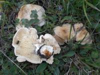 Calocybe gambosa - Рядовка майская, Майский гриб