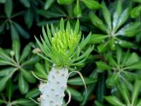 Kleinia neriifolia - Клейния олеандролистная