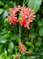 Hibiscus schizopetalus - Гибискус рассечённолепестный