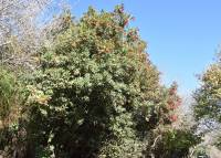 Photinia arbutifolia - Гетеромелес земляничниколистный