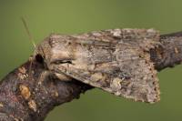 Apamea sordens - Совка зерновая обыкновенная
