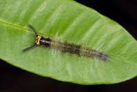 Erebidae - Lymantriinae - Волнянки