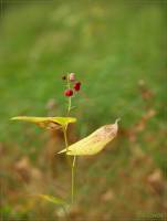 Convallaria majalis - Ландыш майский