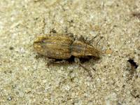Sitona obsoletus - Мотыльковый клубеньковый долгоносик