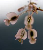 Begoniaceae - Бегониевые