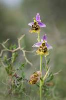 Ophrys apifera - Офрис пчелоносная