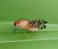 Eusapromyza poeciloptera
