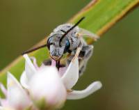 Halictus pollinosus