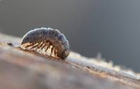 Isopoda - Равноногие ракообразные