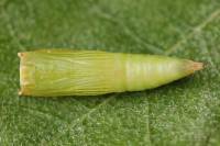 Cyclophora albipunctata - Пяденица цветочная белоточечная