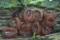 Ascocoryne sarcoides - Аскокорине мясная