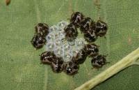 Pentatoma rufipes - Щитник рыженогий