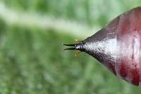 Coenophila subrosea - Ценофила розоватая