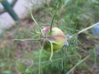Nigella damascena - Чернушка дамасская