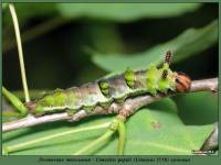 Ленточник тополевый (Limenitis populi L.) гусеница