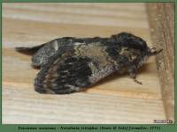 Notodonta tritophus - Хохлатка светло-бурая, Хохлатка осиновая