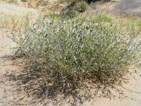 Astragalus cognatus - Астрагал сродный