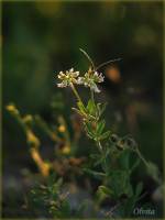 Fabaceae - Бобовые