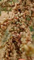 Amaranthus spinosus - Щирица колючая