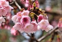 Prunus campanulata - Слива колокольчатая