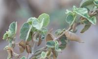 Abutilon fruticosum - Канатник кустарниковый