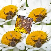 Thomisidae - Пауки-бокоходы, пауки-крабы