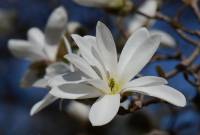 Magnoliaceae - Магнолиевые
