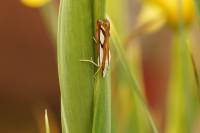 Бабочка травянка Catoptria permutatellus