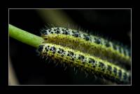 Pieris brassicae - Капустница