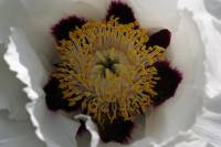 Paeonia × suffruticosa - Пион древовидный