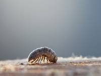 Isopoda - Равноногие ракообразные