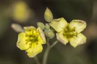 Diplotaxis tenuifolia - Двурядка тонколистная