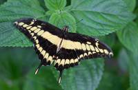 Papilio cresphontes