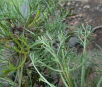 Artemisia campestris - Полынь полевая