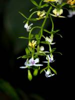 Epidendrum veroscriptum
